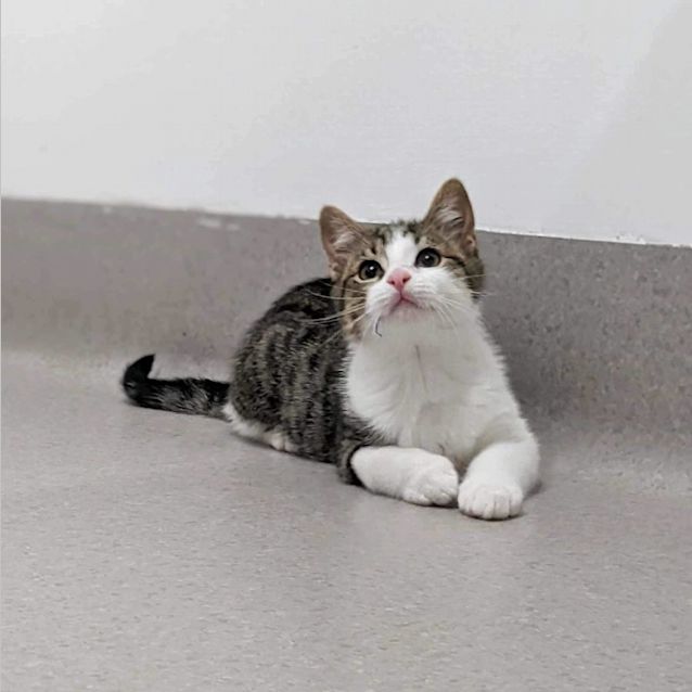 Photo of Kahuna   Located In Kew