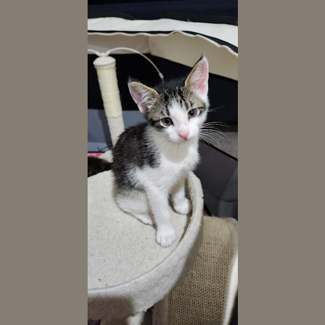 Photo of Bluey