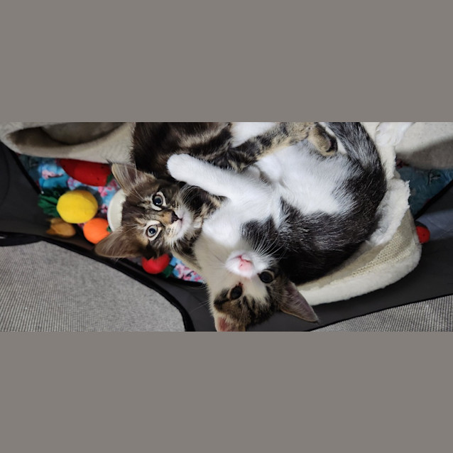 Photo of Bluey