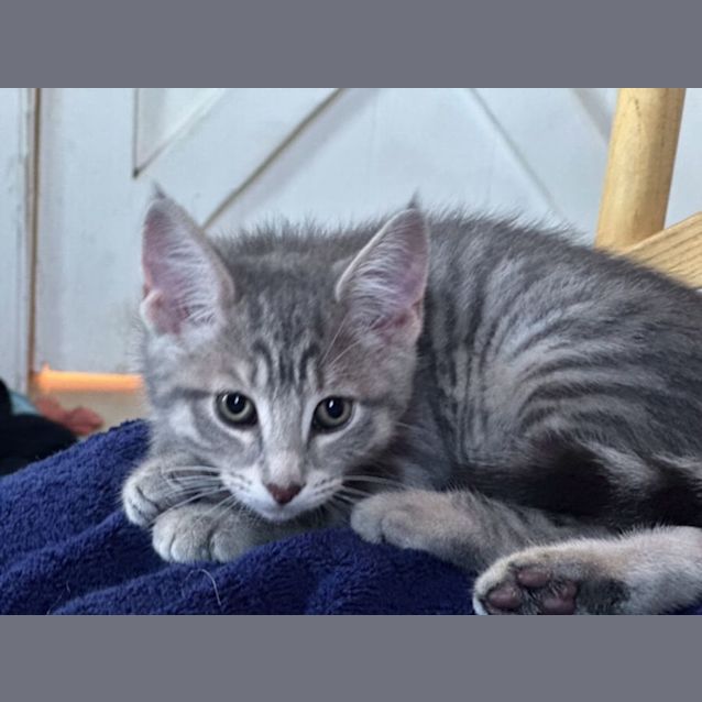 Photo of Frodo   Available In Preston