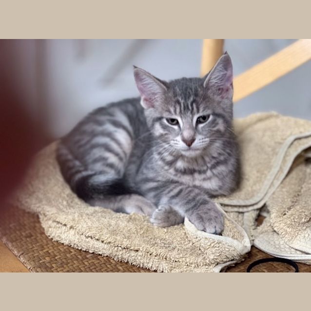 Photo of Frodo   Available In Preston