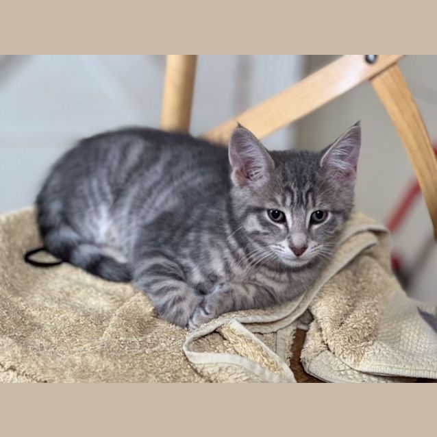 Photo of Frodo   Available In Preston