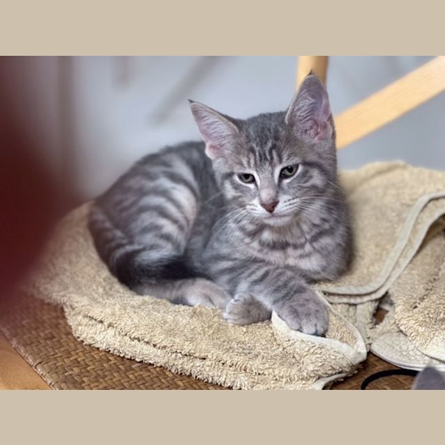 Photo of Frodo   Available In Preston