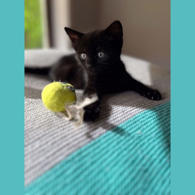 Photo of Henry  Located In Preston