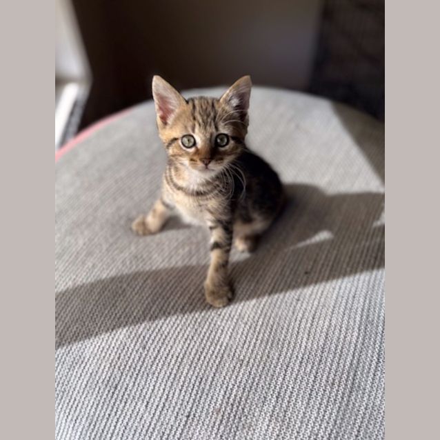 Photo of Noah   Available 22/12 In Preston