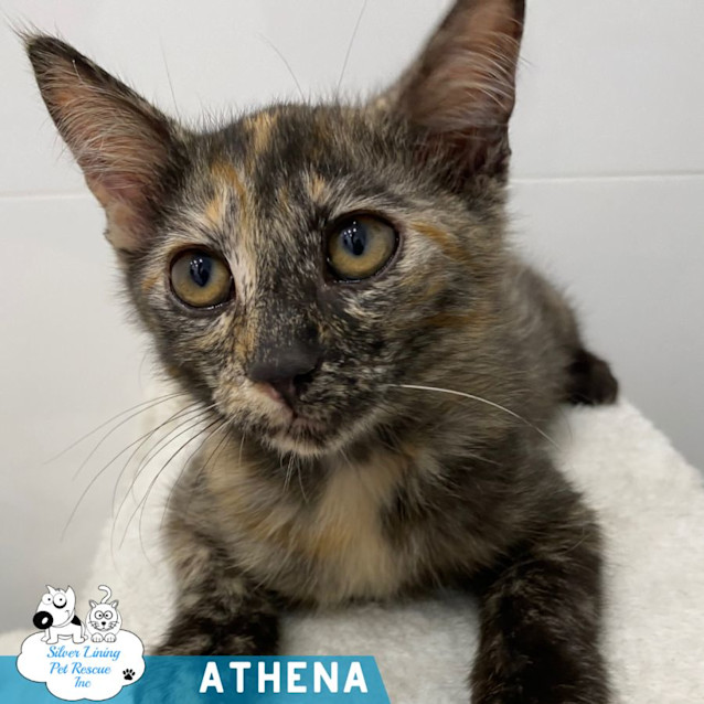 Photo of Athena
