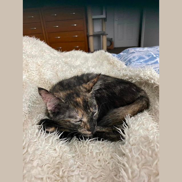 Photo of Athena