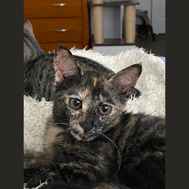 Photo of Athena