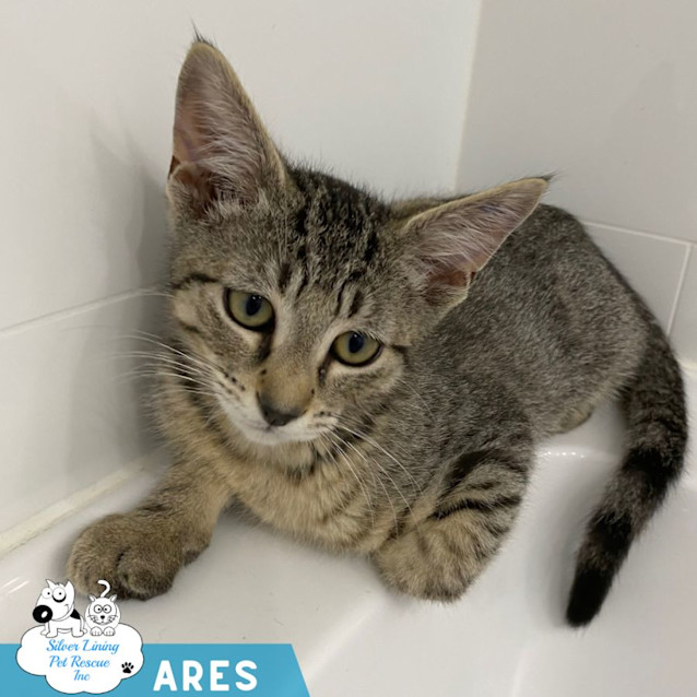 Photo of Ares