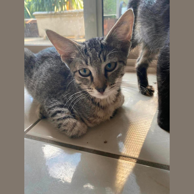 Photo of Ares
