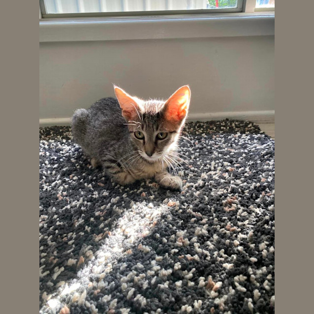 Photo of Ares