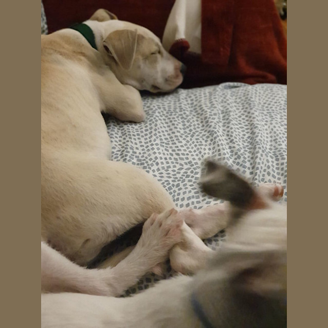 Photo of Hewie