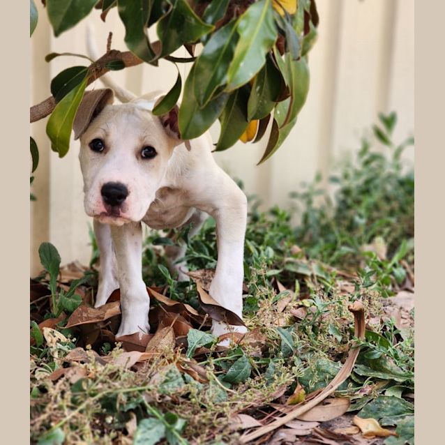 Photo of Hewie