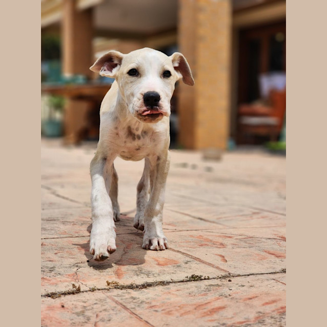 Photo of Hewie