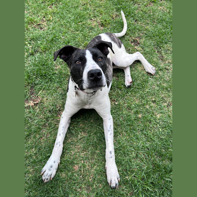 Steviedara Large Male Great Dane x Staffy Mix Dog in VIC PetRescue