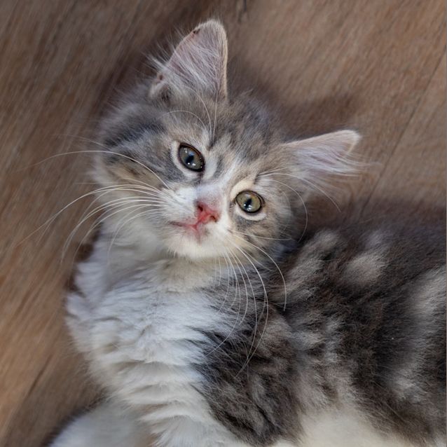 Photo of Tinkerbell