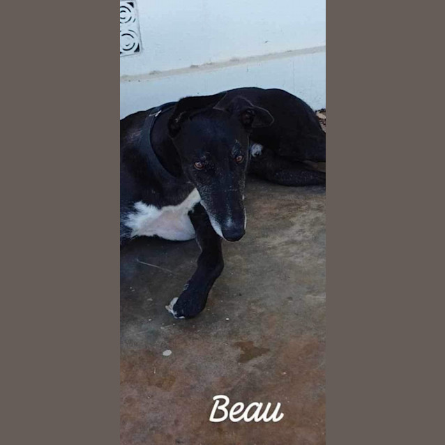 Photo of Beau