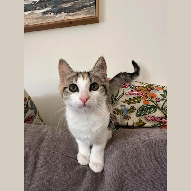 Photo of Daphne