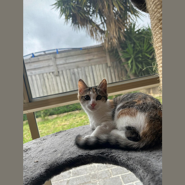 Photo of Daphne