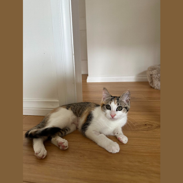 Photo of Daphne