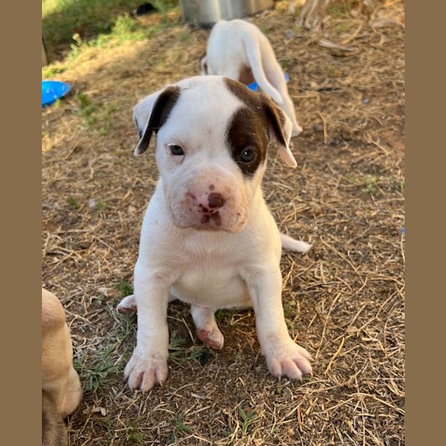 Photo of Poky Little Puppy