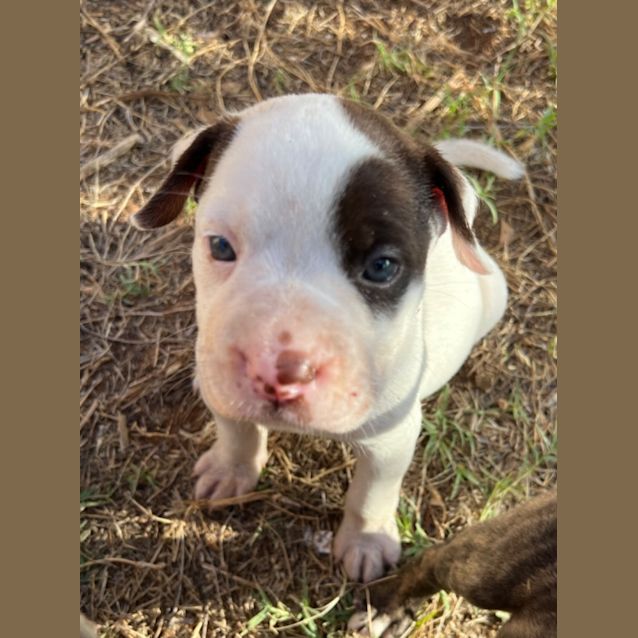 Photo of Poky Little Puppy