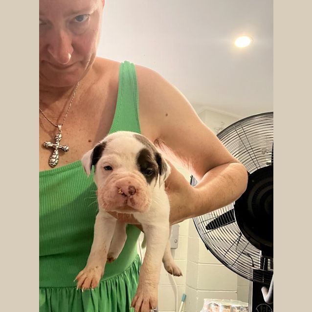 Photo of Poky Little Puppy