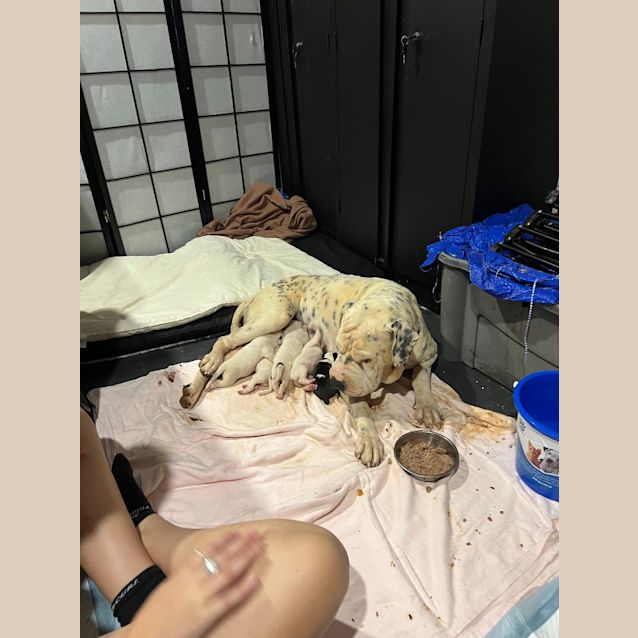 Photo of Poky Little Puppy