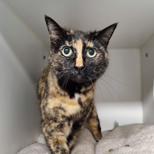 Photo of Mavis