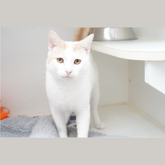 Photo of Kimba