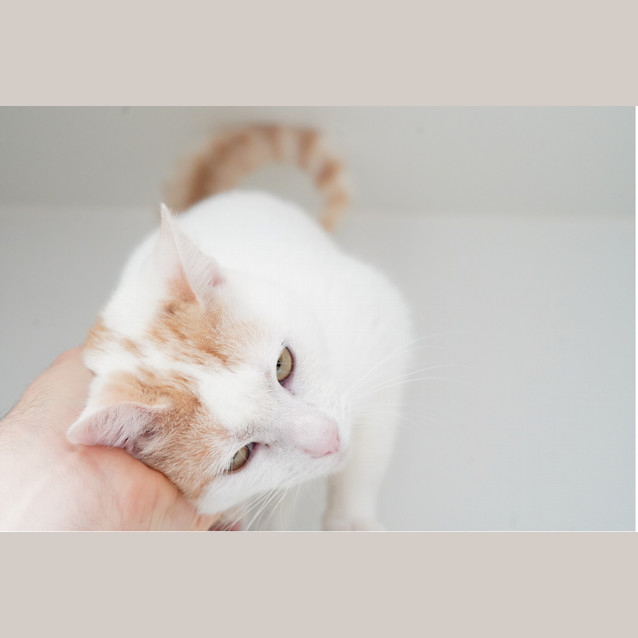 Photo of Kimba