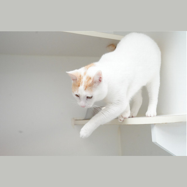 Photo of Kimba