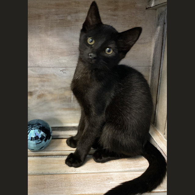 Photo of Jet