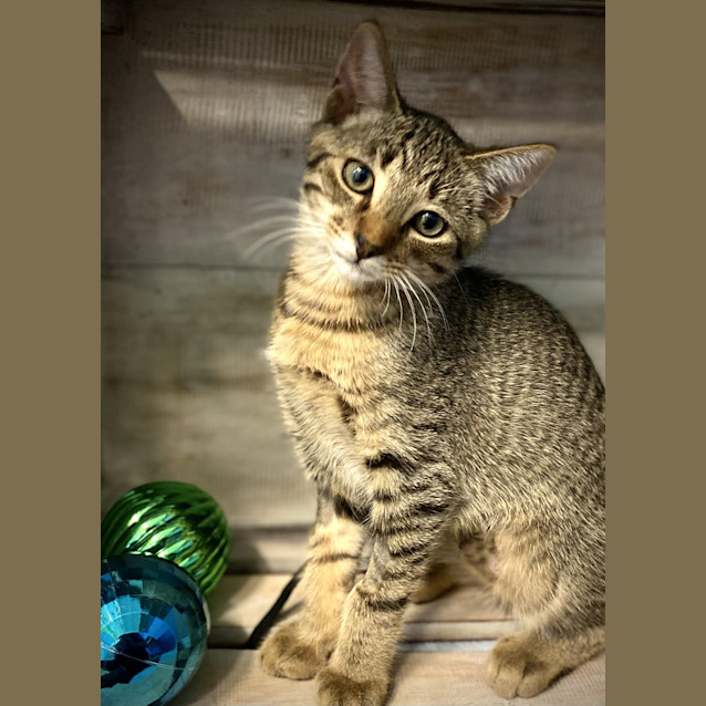 Photo of Calypso