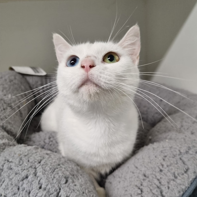 Photo of Pearl
