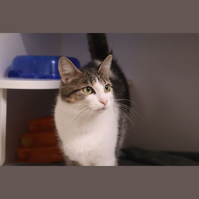 Photo of Zucchini