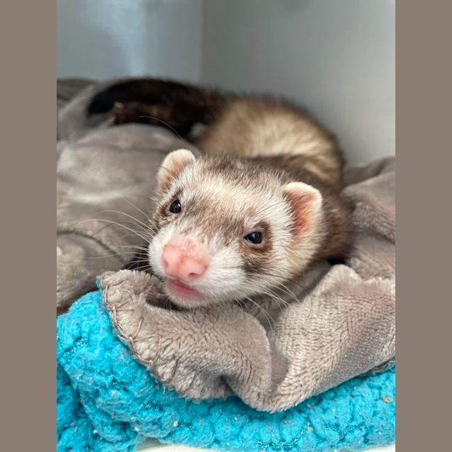 Photo of Dumpling