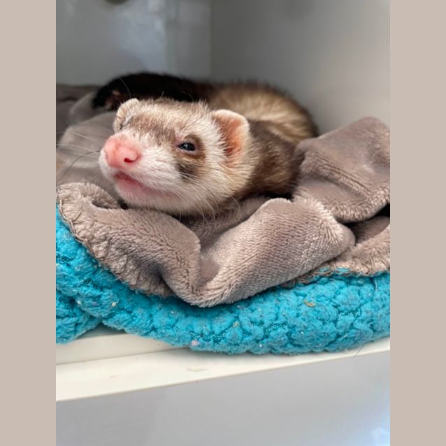 Photo of Dumpling