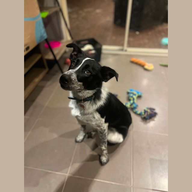 Photo of Pip