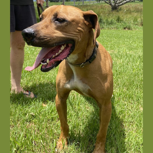 Dudley Medium Male Mastiff Mix Dog in NSW PetRescue