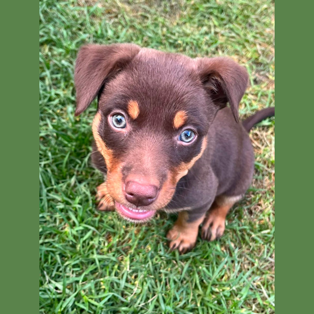 Photo of Aussie Mischief Makers
