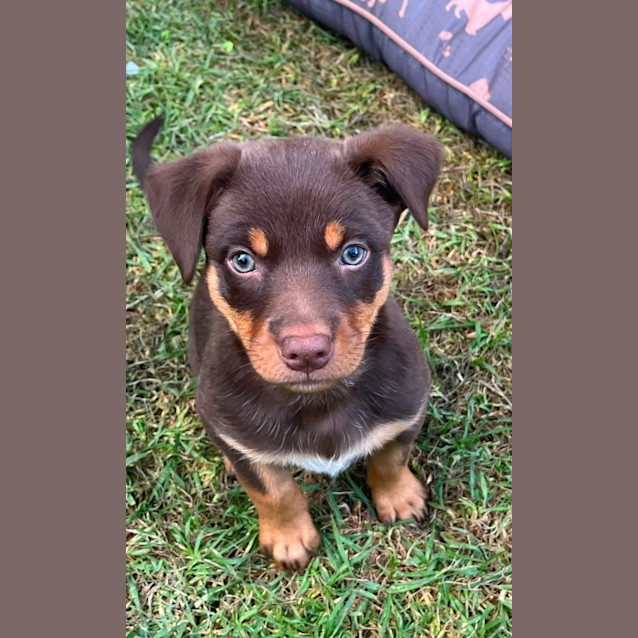 Photo of Aussie Mischief Makers