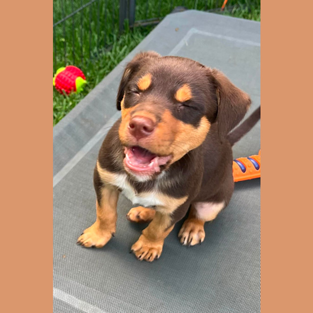 Photo of Aussie Mischief Makers