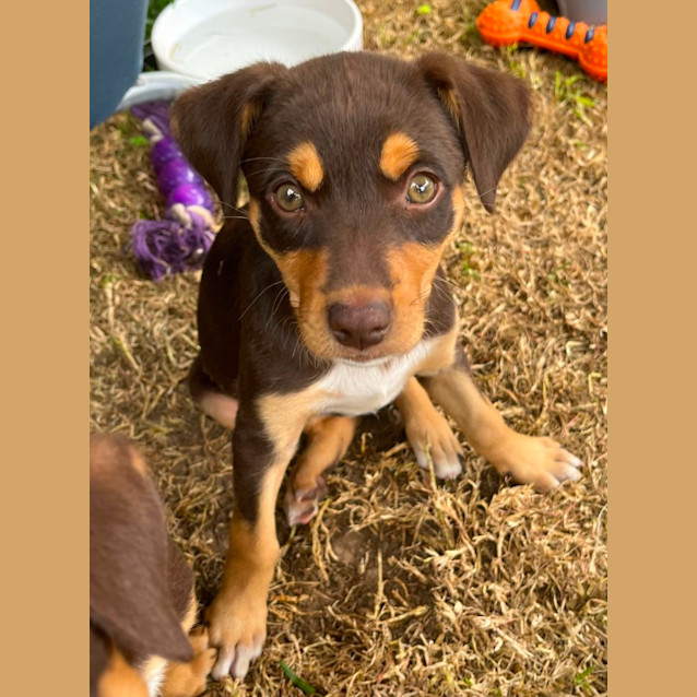 Photo of Aussie Mischief Makers