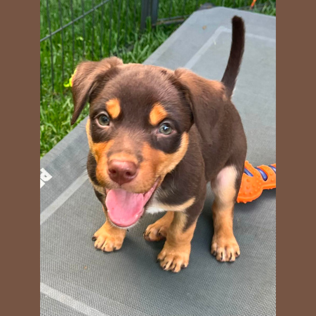 Photo of Aussie Mischief Makers