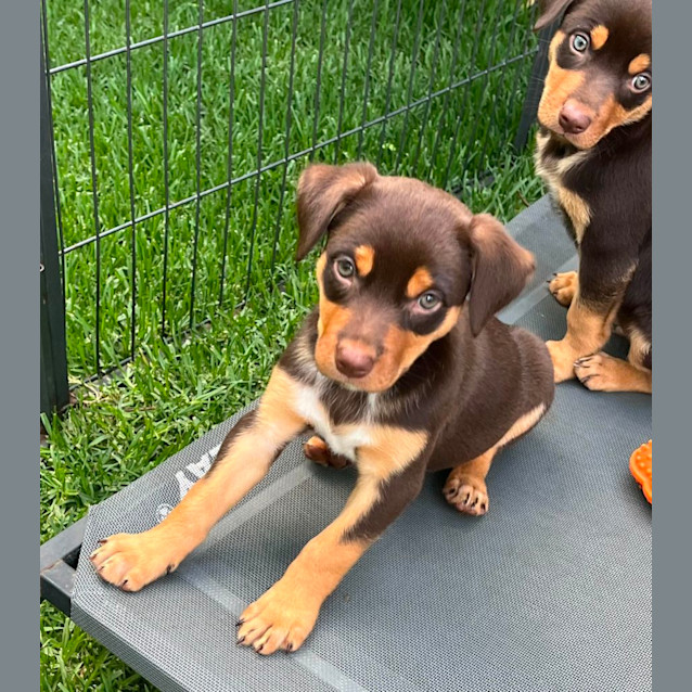 Photo of Aussie Mischief Makers