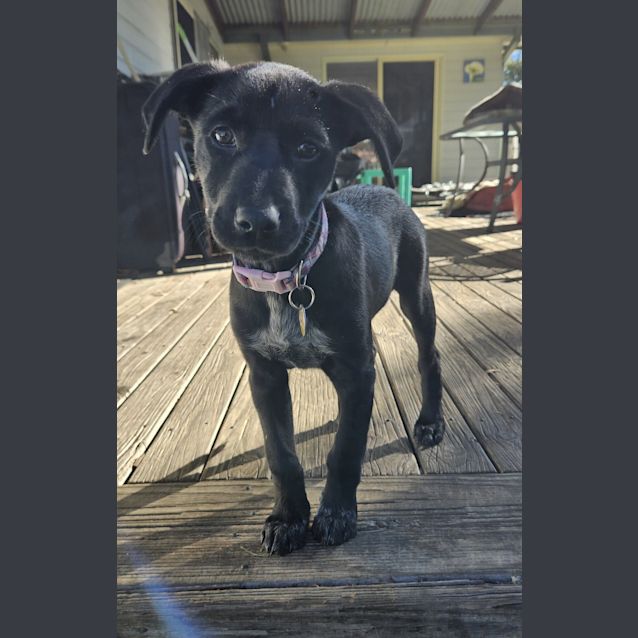 Photo of Boo
