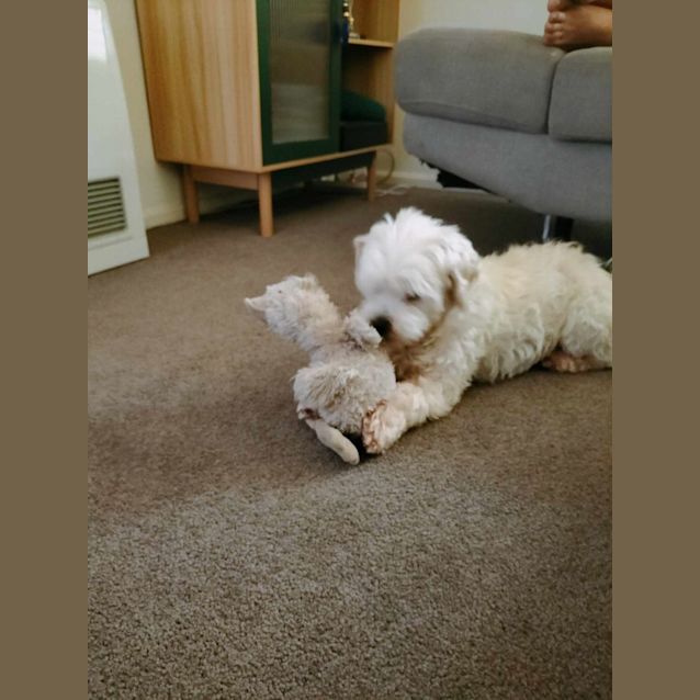Photo of Juddy