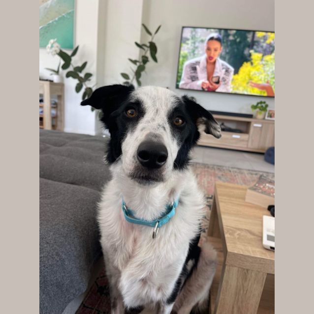 Photo of Tilly (Matilda)