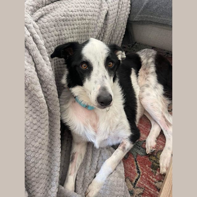 Photo of Tilly (Matilda)